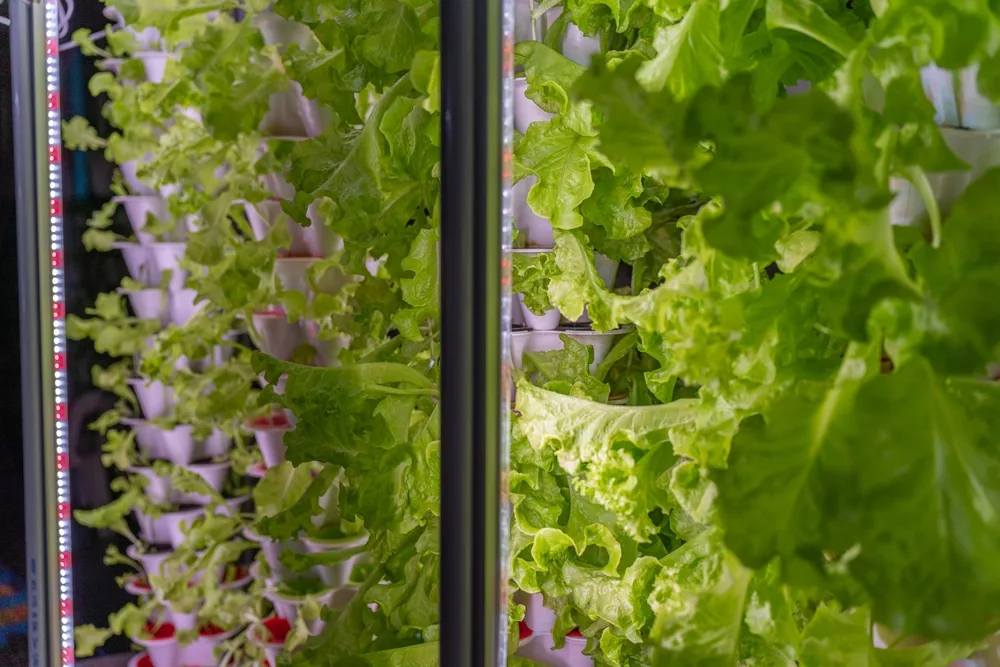 The Science Behind Indoor Gardening: How Technology Drives Growth